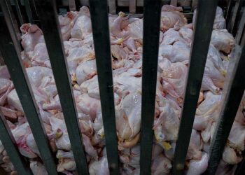 بیراهه سیاست کنترل تورم