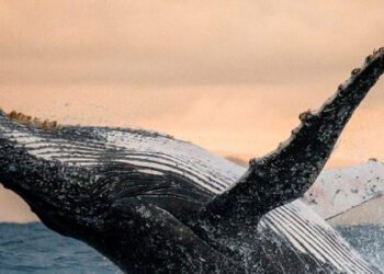 نهنگ‌های اتریوم چه‌ می‌دانند که ما از آن بی خبریم؟