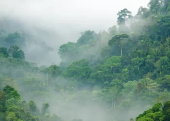 اقتصاد سبز-جنگل‌های بارانی