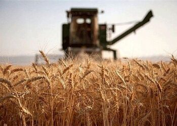 75 درصد از مطالبات گندمکاران با عاملیت بانک کشاورزی تسویه شد