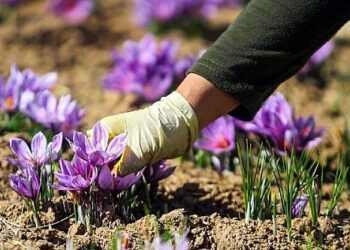 با «پالیز» بانک کشاورزی، دست دلالان از بازار طلای سرخ کوتاه شد